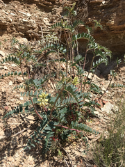 Astragalus praelongus