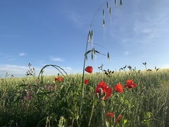 Papaver rhoeas
