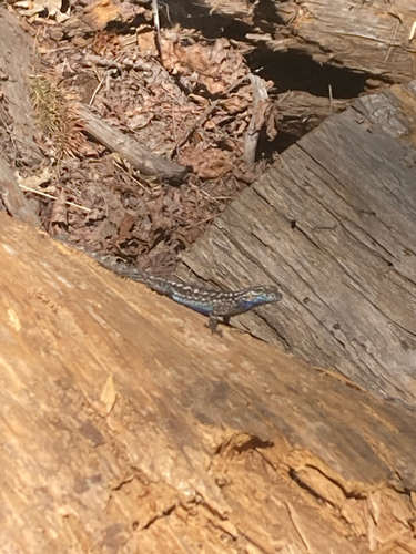 iNaturalist observation photo of Western Fence Lizard