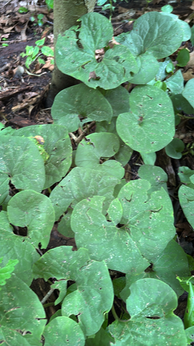 iNaturalist observation photo of Reflexed Wild Ginger