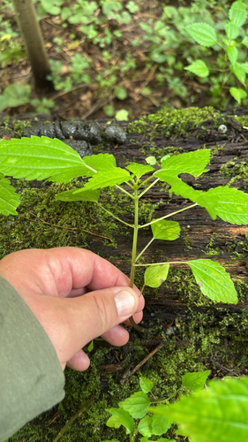 iNaturalist observation photo of Canada clearweed