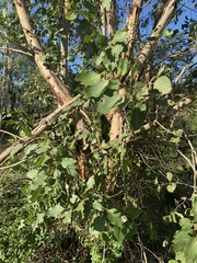 Eucalyptus amplifolia