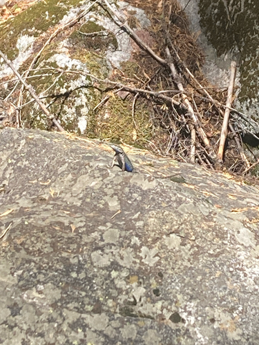 iNaturalist observation photo of Western Fence Lizard