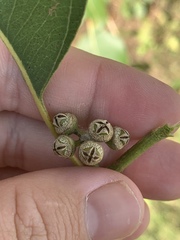 Eucalyptus amplifolia