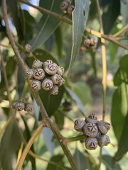 Eucalyptus amplifolia