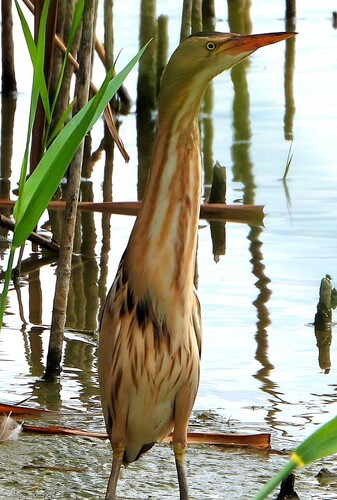 Little Bittern