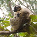 Common Brown Lemur - Photo (c) Srinivasa Shenoy, some rights reserved (CC BY-NC), uploaded by Srinivasa Shenoy