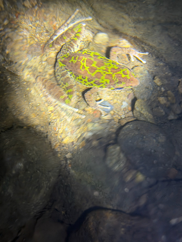 Tianmu Sharp-nosed Frog
