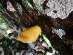 Halocynthia aurantium