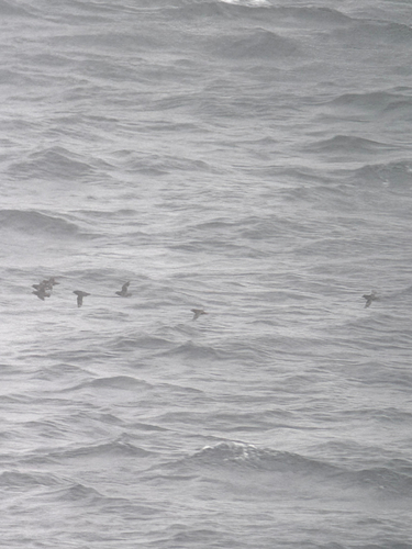 Whiskered Auklet (Aethia pygmaea), photo 8