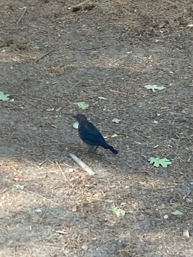 iNaturalist observation photo of Brewer's Blackbird