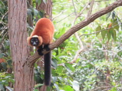 Varecia rubra
