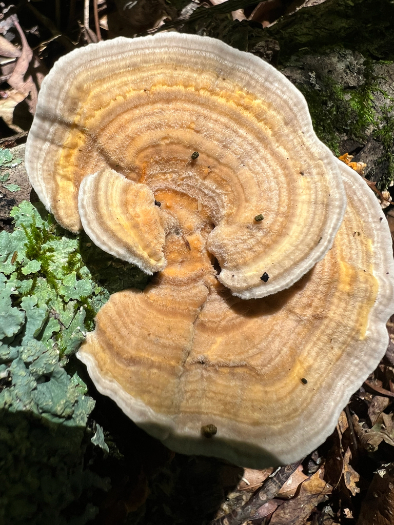 Gilled Polypore · August 2026 · photo: Photo: no rights reserved · iNaturalist