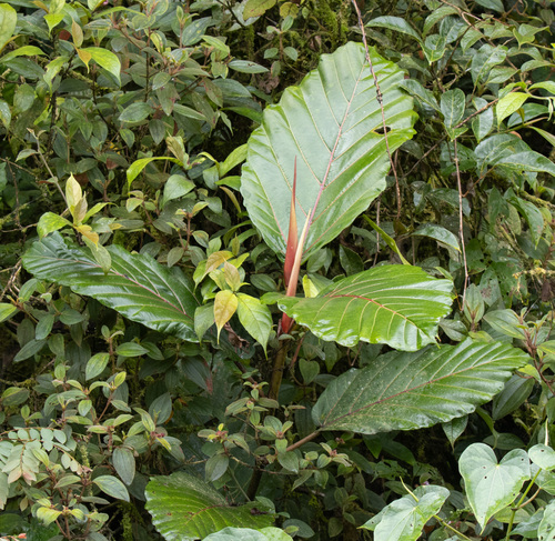 Ficus dammaropsis, photograph 1