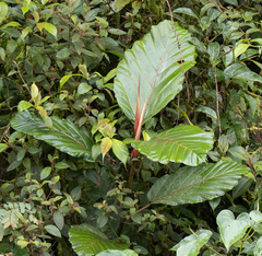 (c) avocat, some rights reserved (CC BY) Ficus dammaropsis, photograph (c) avocat, some rights reserved (CC BY)