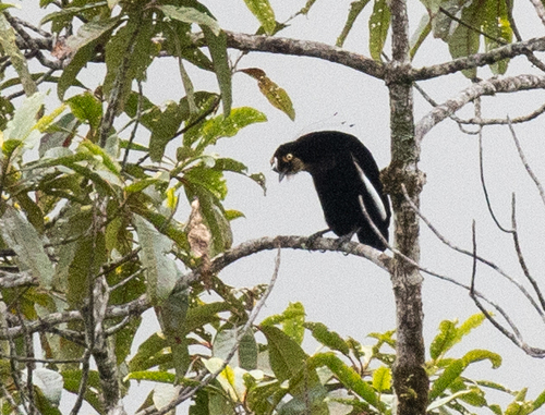 Queen Carola's Parotia (Parotia carolae), photo 1