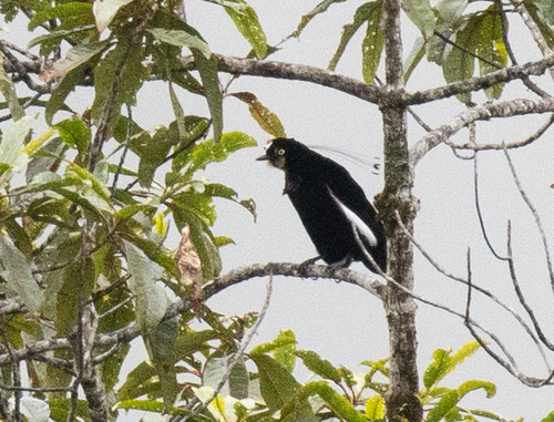Queen Carola's Parotia (Parotia carolae), photo 2