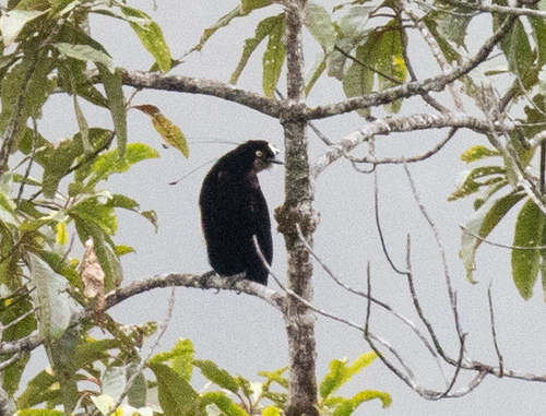 Queen Carola's Parotia (Parotia carolae), photo 4