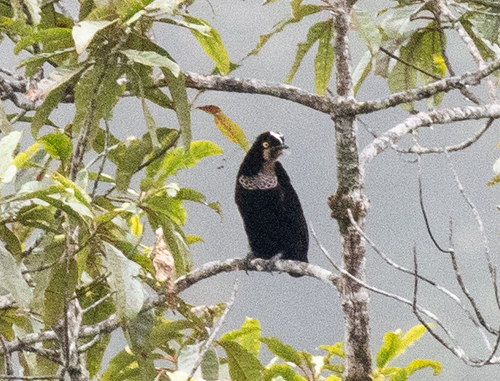 Queen Carola's Parotia (Parotia carolae), photo 5