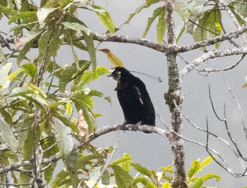 Queen Carola's Parotia (Parotia carolae), photo 6