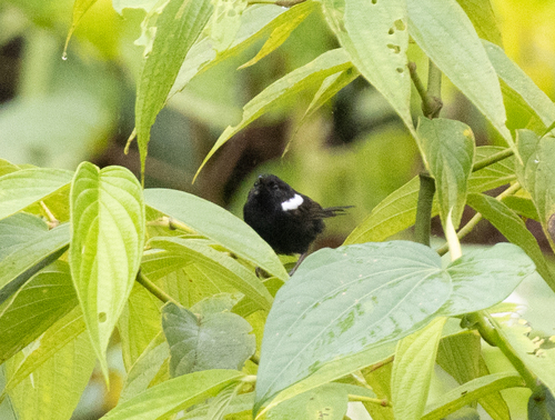 White-shouldered Fairywren (Malurus alboscapulatus), photo 2