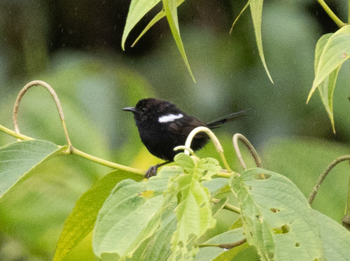 White-shouldered Fairywren (Malurus alboscapulatus), photo 1