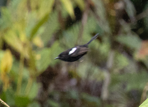 White-shouldered Fairywren (Malurus alboscapulatus), photo 9