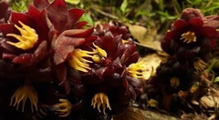 Bdallophytum americanum
