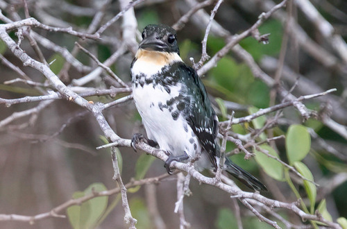 Green Kingfisher