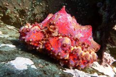 Echidnocerus cibarius