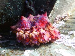 Echidnocerus cibarius