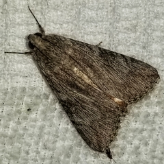 Melipotis jucunda