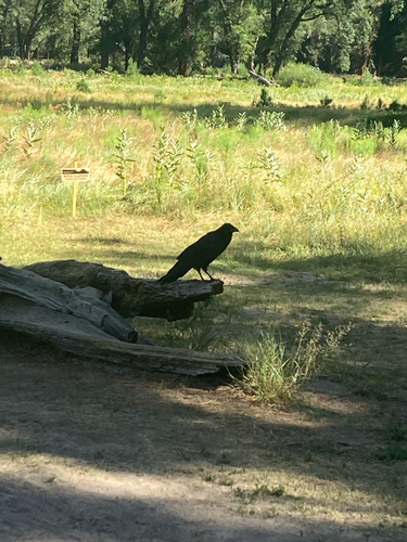 iNaturalist observation photo of Common Raven
