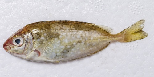 Dusky Rabbitfish
