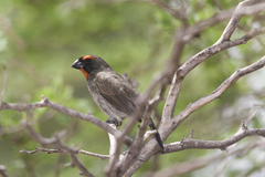Melopyrrha violacea