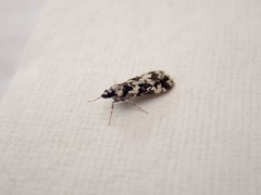 Eudonia aphrodes