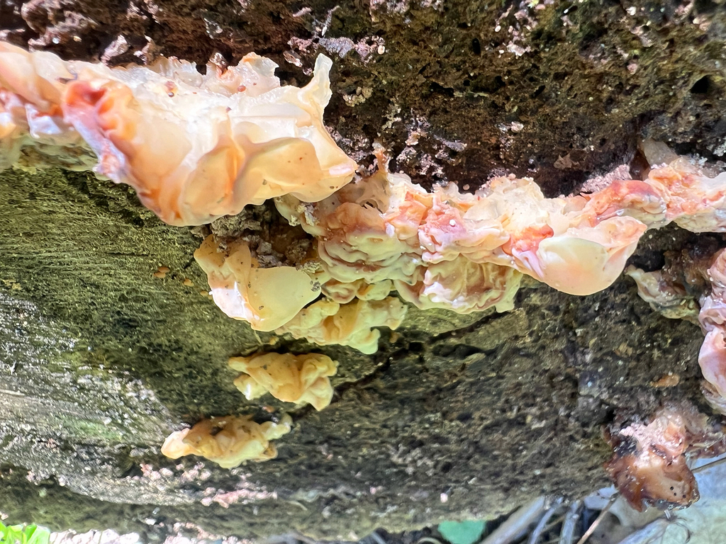 white jelly fungus · August 2026 · photo: Photo: no rights reserved · iNaturalist