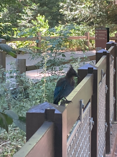 iNaturalist observation photo of Steller's Jay
