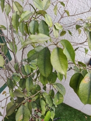 Ficus ampelos