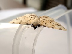 Sandava scitisignata