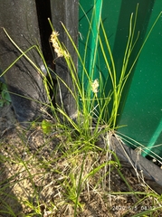Carex praecox