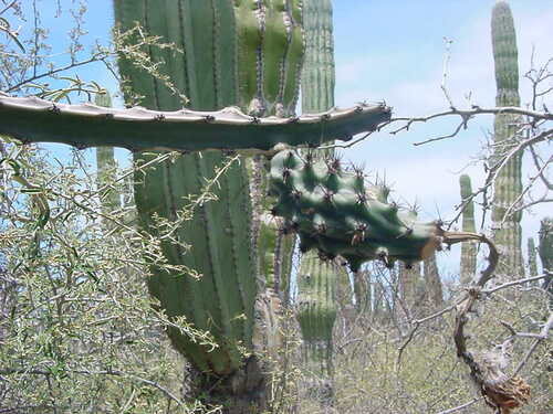 Peniocereus johnstonii, photograph 1
