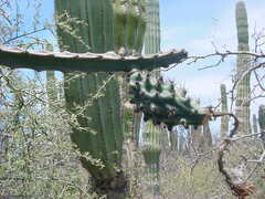 Peniocereus johnstonii, photograph (c) Jose Luis Leon de la Luz, some rights reserved (CC BY)