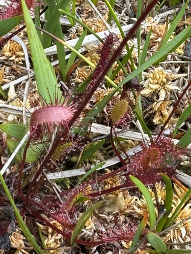 Great Sundew