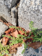 Herniaria hirsuta