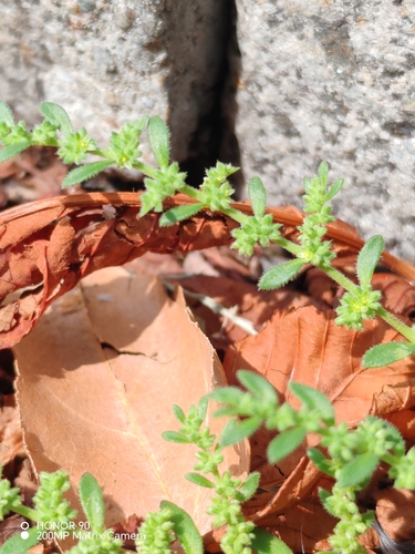 Herniaria hirsuta, photograph 2