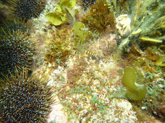 Notoclinops segmentatus