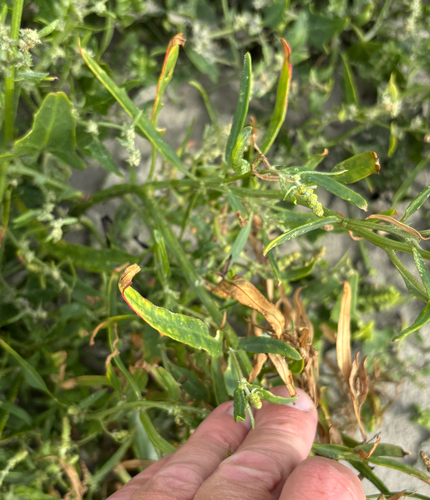 Atriplex littoralis, photograph 3
