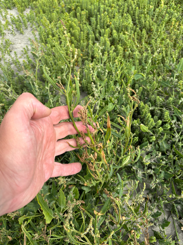 Atriplex littoralis, photograph 2
