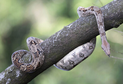 Central American Boa